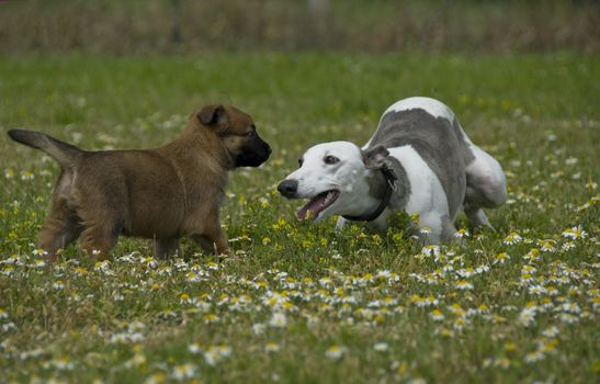 young greyhound playing with a puppy of belgian shepherd malinois