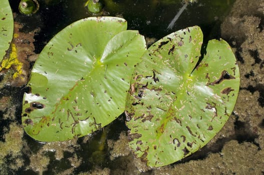Old Waterlily leaf