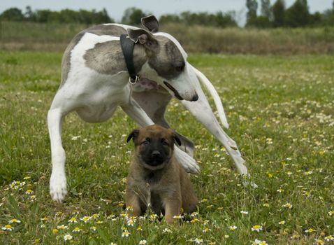 playing greyhound and puppy purebred belgian shepherd malinois