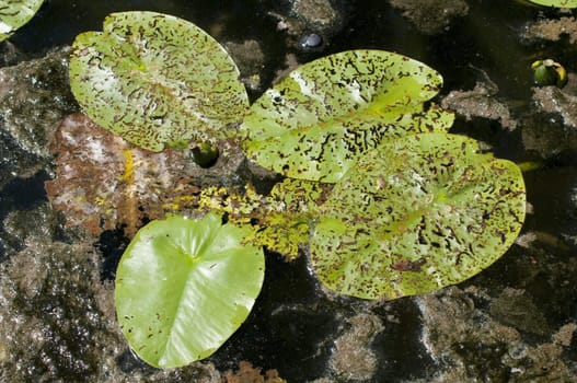 Old Waterlily leaf