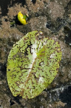Old Waterlily leaf