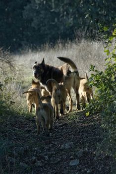 family of purebred belgian shepherd malinois in nature
