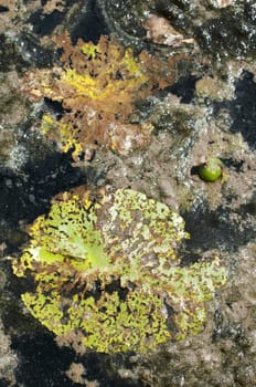 Old Waterlily leaf