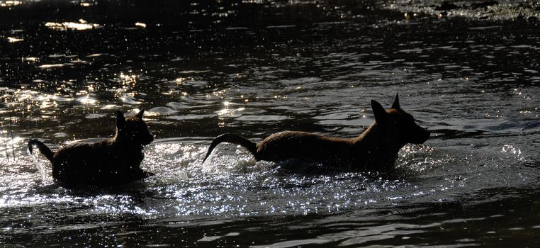 belgian shepherds malinois adult and puppy in the water in the morning