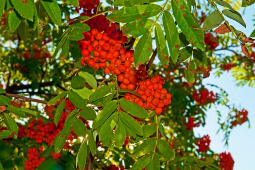 The rowan tree red berries