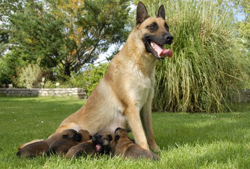 female bealgian shepherd malinois and her very young puppies
