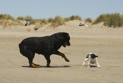 playing dogs on the beach: a large purebred rottweiler and a little jack russel terrier