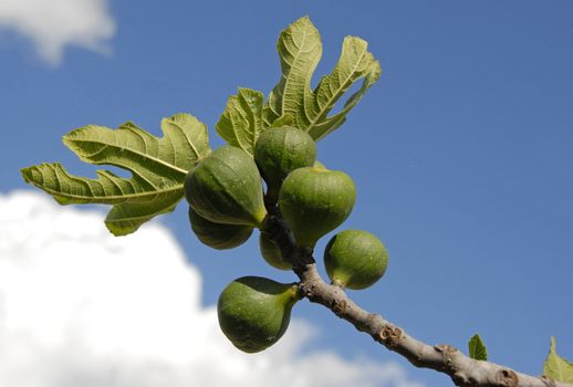 part of plant of fig tree with fruits  and leafs
