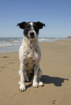 portrait of a purebred jack russel terrier on the beach