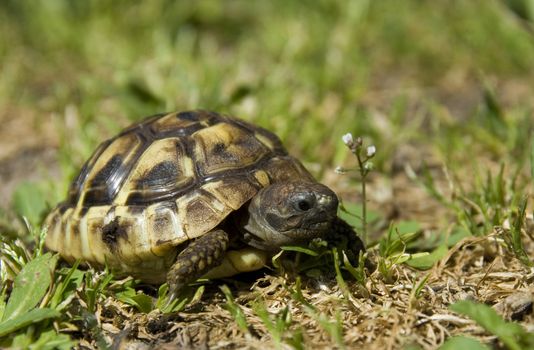 beautiful little turtle herman in green grass