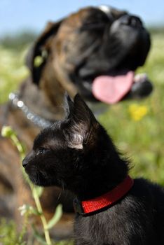 portrait of a young black cat with a boxer in a blackground. focus on the cat