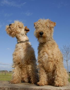 two purebred lakeland terrier on a table