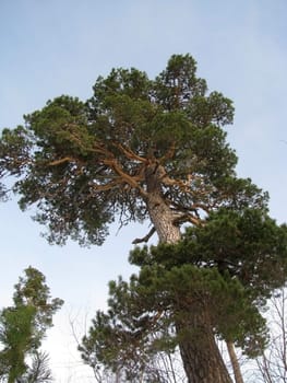 Pine; a tree; a trunk; vegetation; flora; wood; the nature; flora; a crone