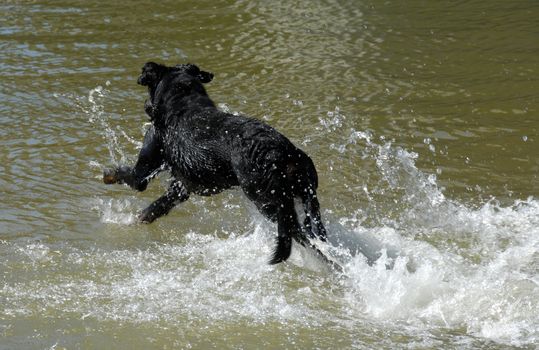 swimming  purebred french shepherd "beauceron" in a lake