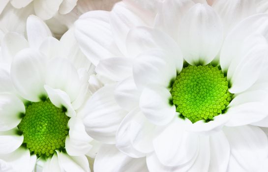 Flowers close up - big white chrysanthemums