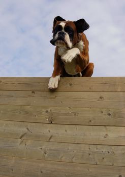 training of a purebred boxer in agility