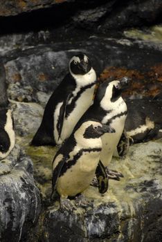 tree guillemots penguins on a roc: birds of artic