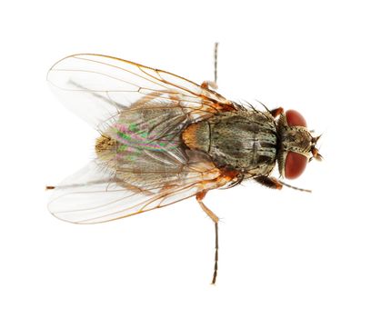 Usual fly isolated on a white background close up