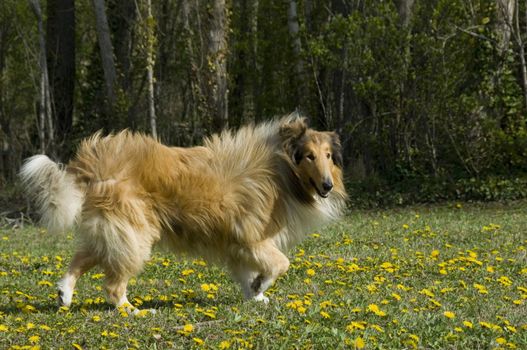 portrait of a beautiful purebred shepherd of scotland