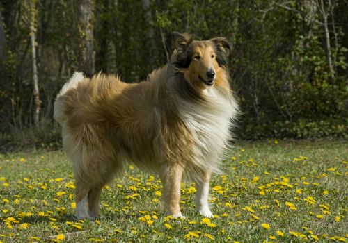 portrait of a beautiful purebred shepherd of scotland