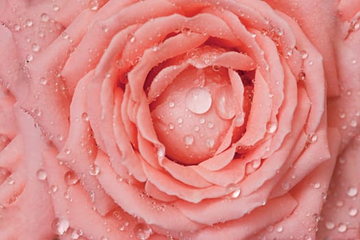 Sparkling drops of water on rose-petals - a close up