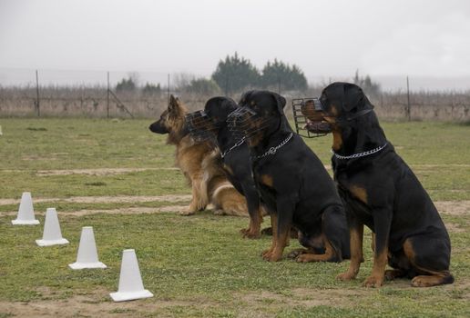 three rottweilers and their muzzle and one german shepherd