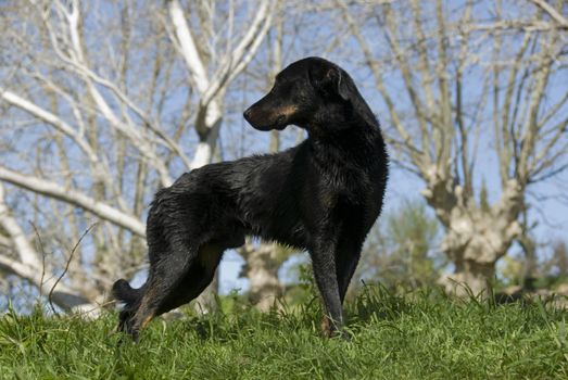portrait of a beautiful purebred franch shepherd "beauceron" in a field
