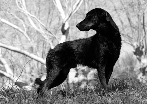 portrait of a beautiful purebred franch shepherd "beauceron" in a field