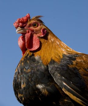 portrait of a colorful chicken on a blue sky