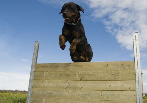 training in agility of a purebred rottweiler