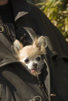 little purebred chihuahua in a jacket in leather
