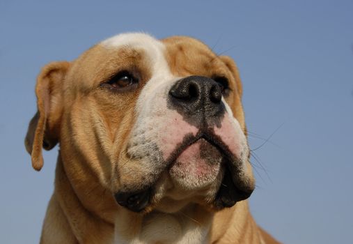 portrait of a purebred old english bulldog on a blue sky