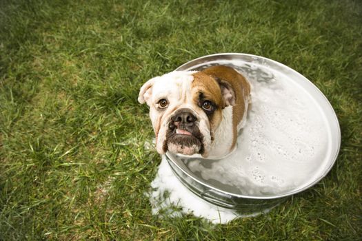 English Bulldog looking up at viewer from tub of bath water.