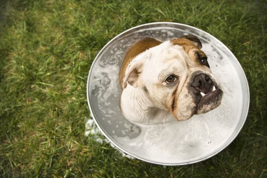 English Bulldog sitting in tub of bath water outdoors.