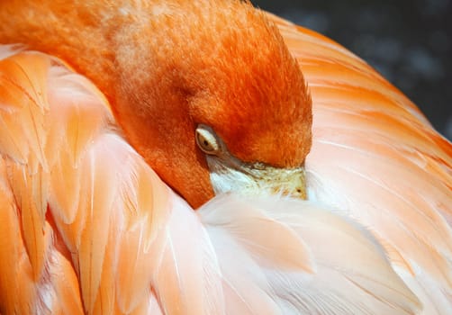 Picture of a colorful pink flamingo