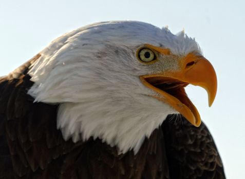 Portart of an American Bald Eagle bird of prey