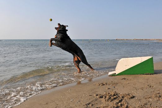 a purebred rottweiler playing with a flyball box on the beach