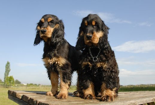 two puppies purebred english cockers on a table
