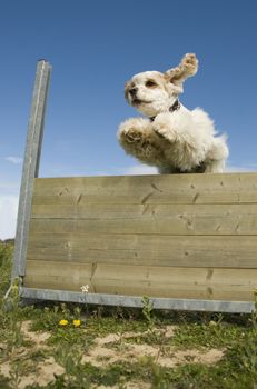 training in agility of a purebred american cocker