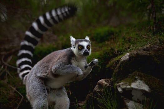 A ring-tailed lemur in the wild at night time