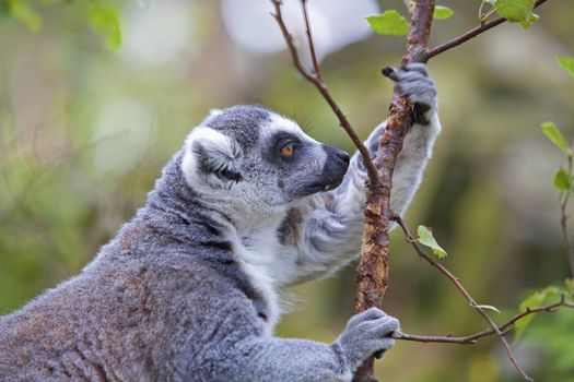 A ring-tailed lemur playing in the trees