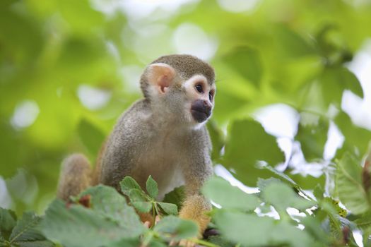 A common squirrel monkey playing in the trees