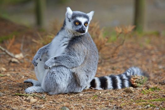 A ring-tailed lemur relaxing in the forrest