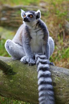 A ring-tailed lemur relaxing in the forrest