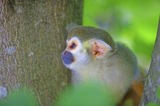 A common squirrel monkey playing in the trees