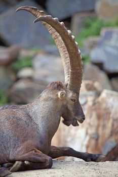 Alpine Ibex resting in the mountains in southern Europe