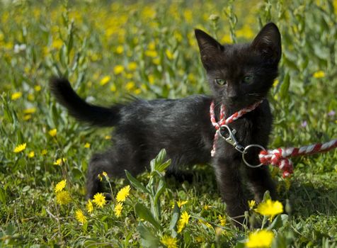 very little black kitten with harness in a field in flower withe green eyes