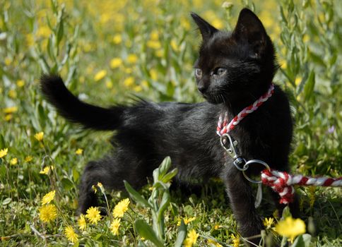 very little black kitten with harness in a field in flower