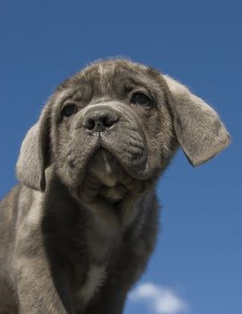 portrait of a young puppy purebred italian mastiff "cane corso"