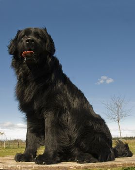 portrait of a beautiful purebred newfoundland dog